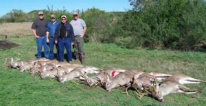 Whitetail